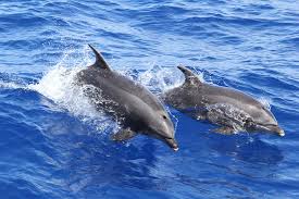 Bottlenose Dolphins aerial view on water