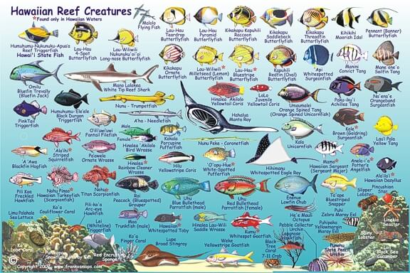 HawaiianIslandsFishCard_Side Two