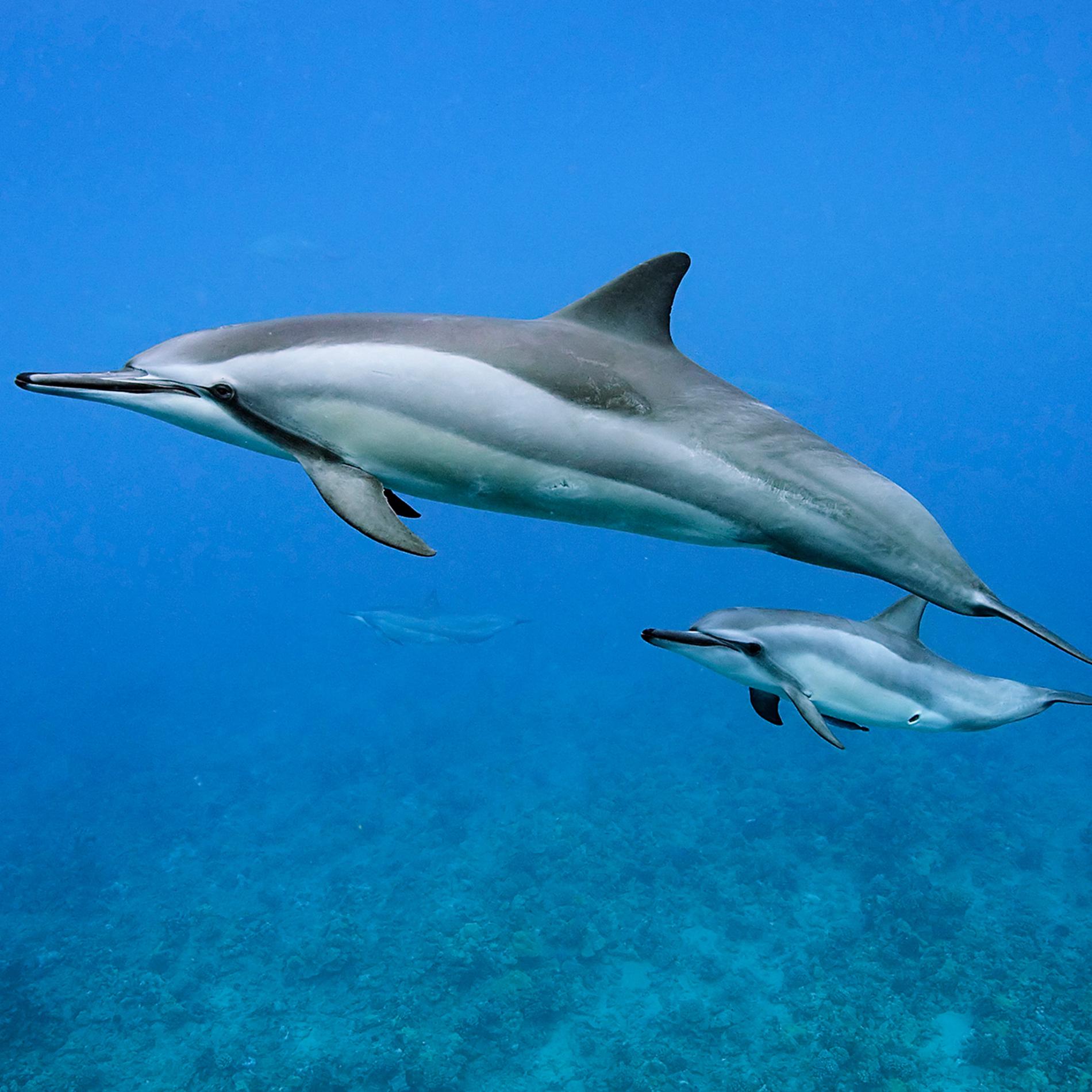 Spinner Dolphins